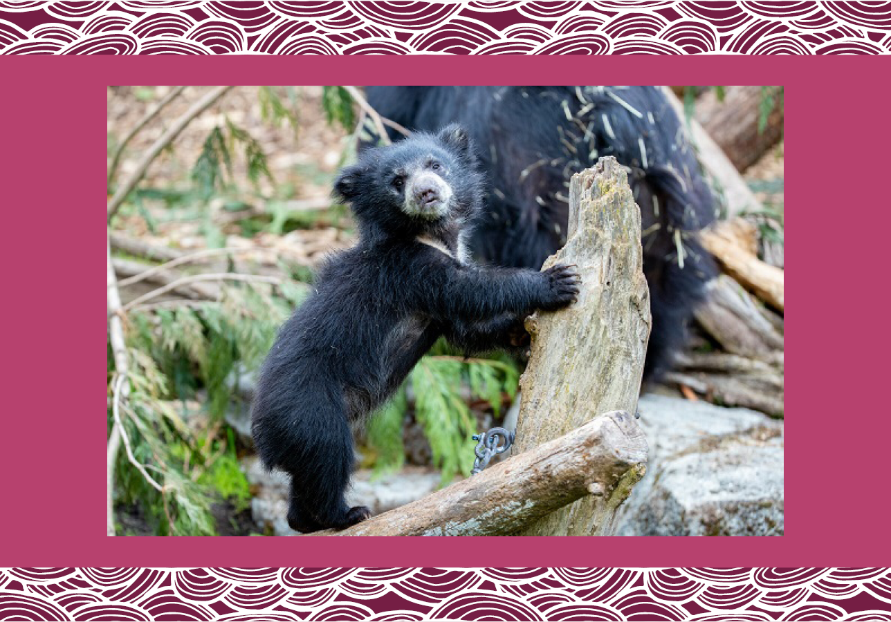 Sloth bear cubs