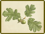 David Douglas, a Naturalist at Work