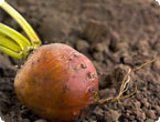 Beet