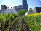 Urban Agriculture